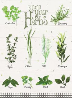 236x319 Herb Drawings