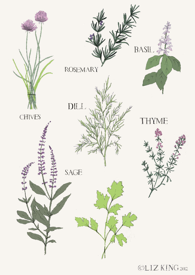 827x1169 Herbs Drawing
