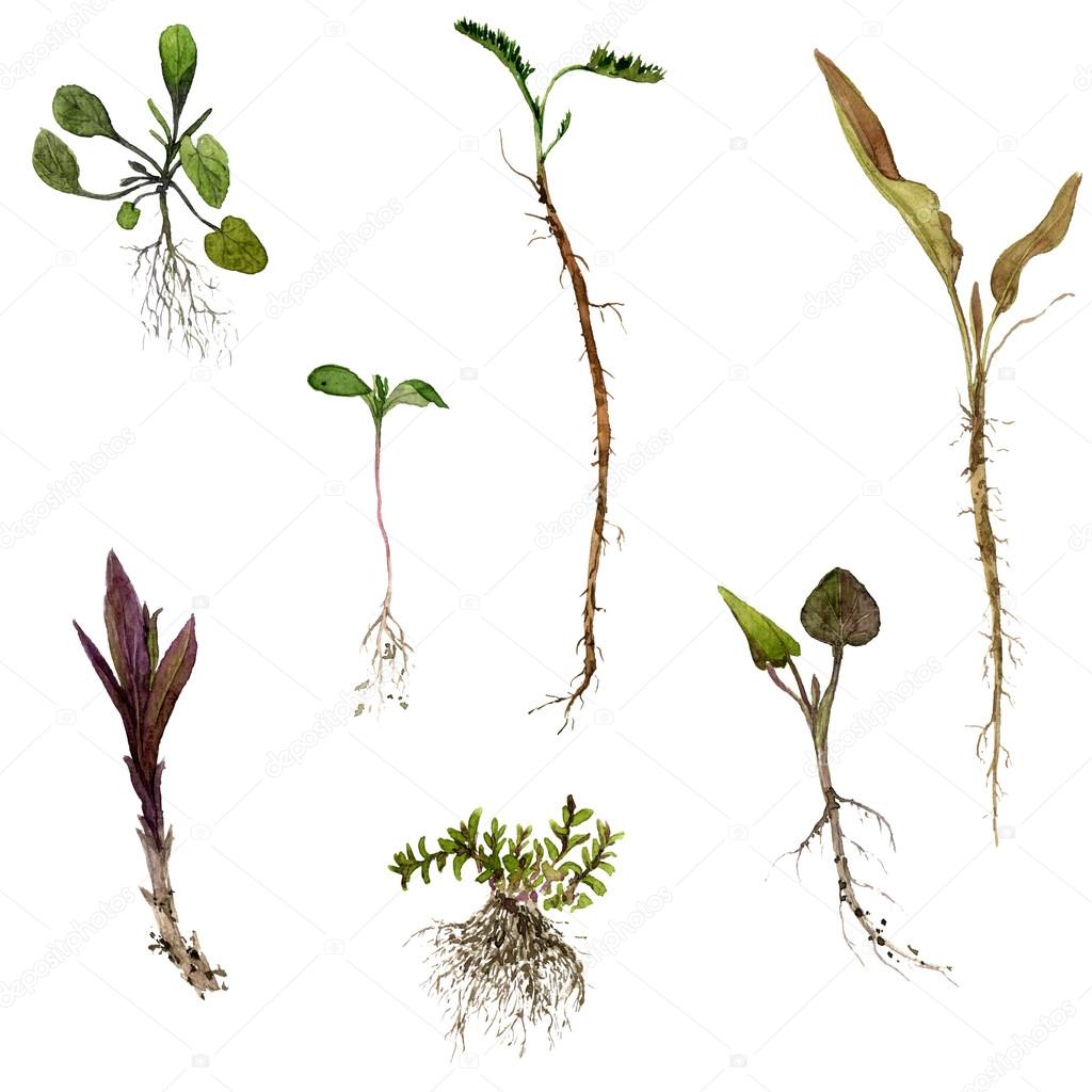 1024x1024 Set Of Watercolor Drawing Herbs With Roots Stock Photo