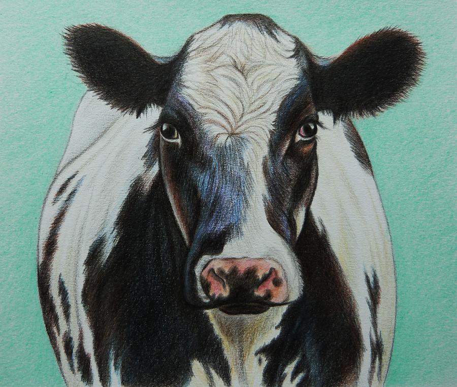 900x763 Hereford Bull Drawings Fine Art America