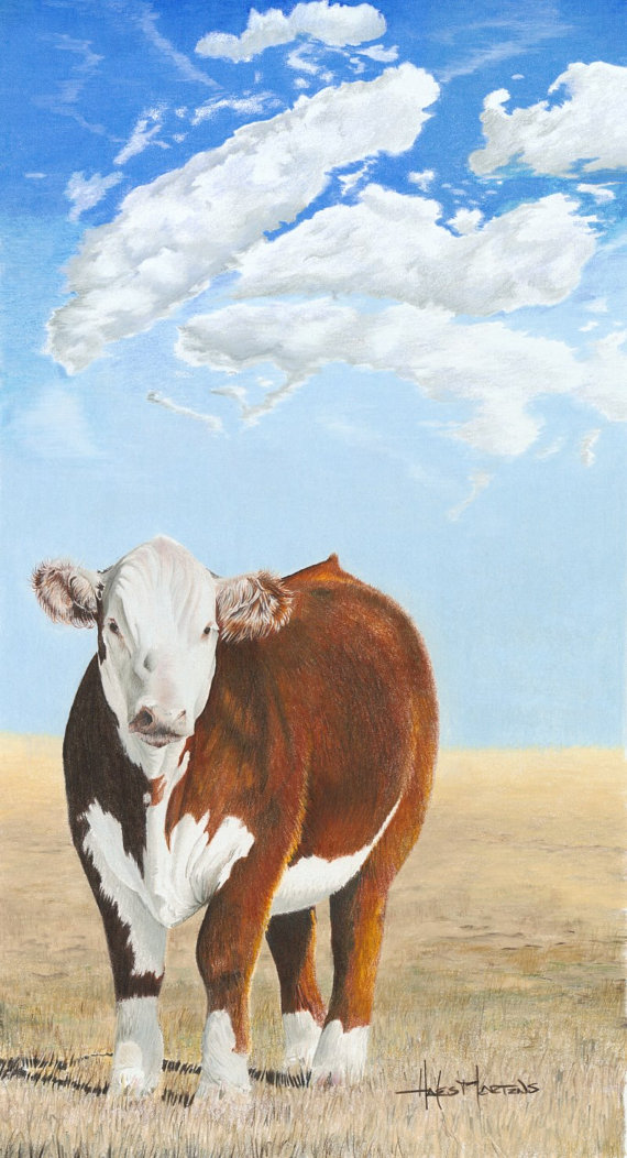 570x1052 Hereford Cow Art Print Cattle Drawing With Color Pencils Cows