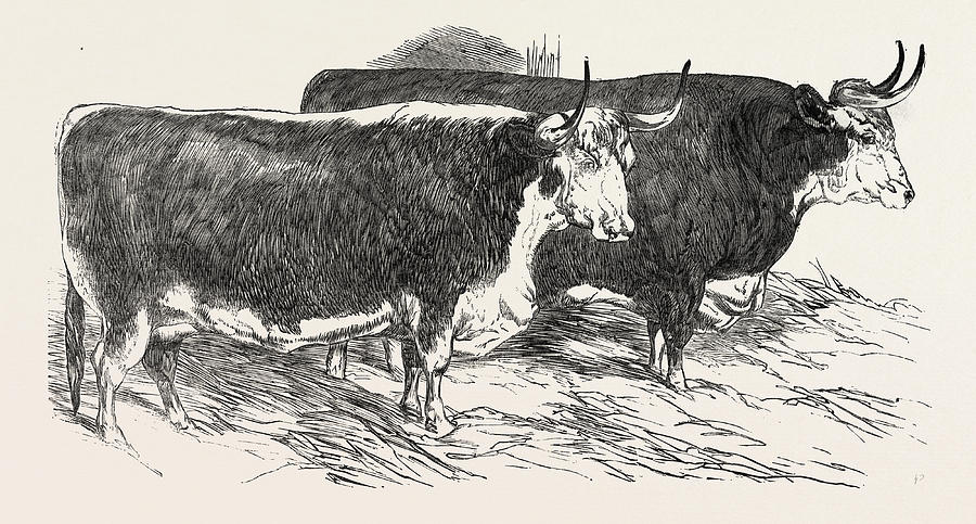 900x483 Smithfield Club Prize Cattle Prince Alberts Hereford Ox Drawing By