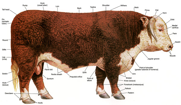600x347 Hereford Bull Drawing Sketch Image Illustration