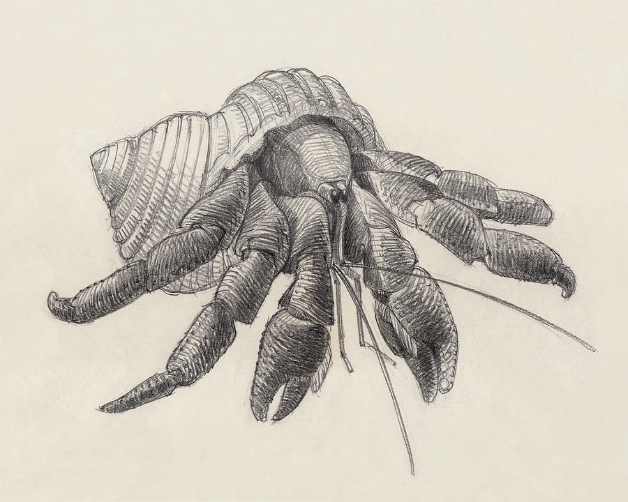 Hermit Crab Drawing at GetDrawings | Free download