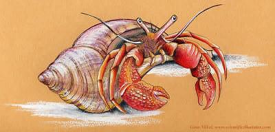 400x192 Hermit Crab Drawing By Gina Mikel
