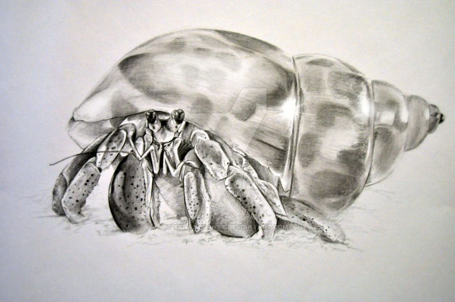 Hermit Crab Drawing at GetDrawings | Free download