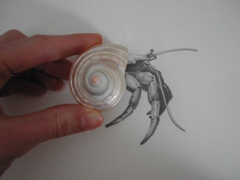 800x600 Hermit Crab By ~me Myself And Irene On Crab Obsession