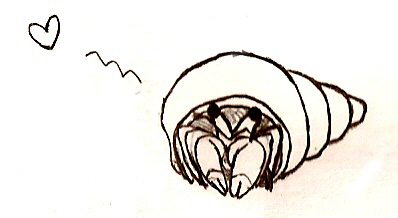 398x218 Hermit Crab By Snowfyre