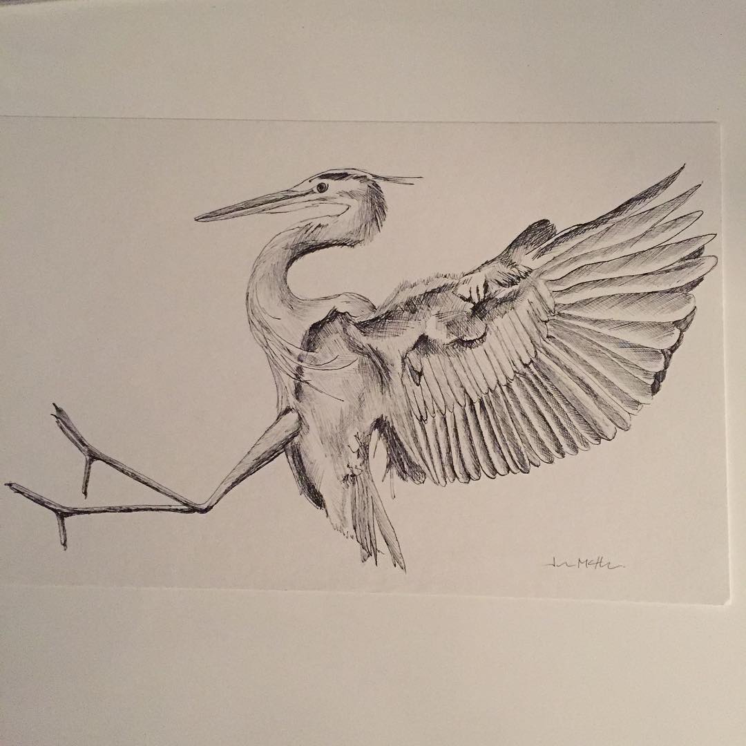 1080x1080 Blue Heron Drawing