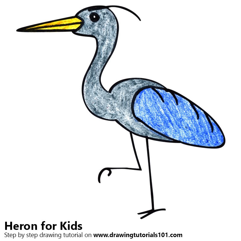 800x800 Learn How To Draw A Heron For Kids (Animals For Kids) Step By Step