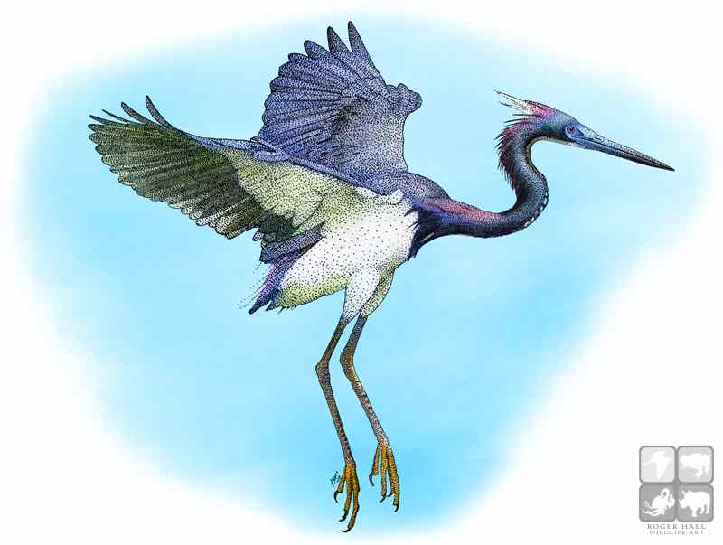 800x603 Tricolored Heron (Egretta Tricolor) Line Art And Full Color