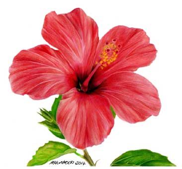 366x340 Hibiscus Flower By Marie Huntrods