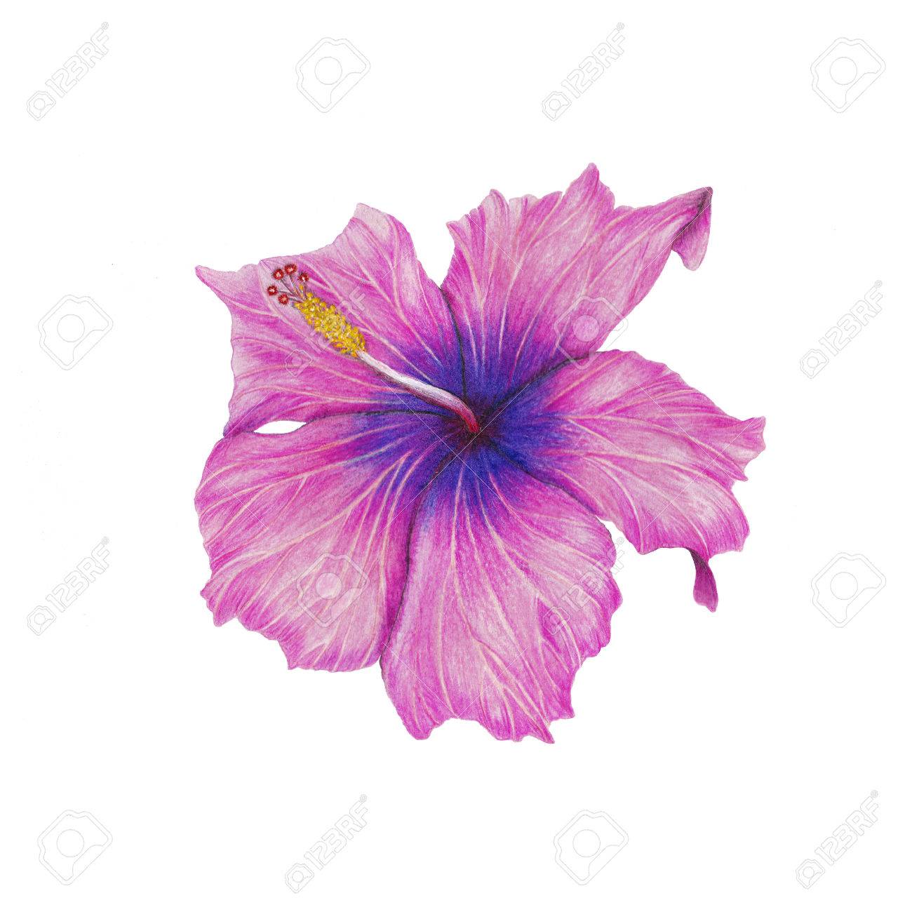 1300x1300 Hibiscus Drawing Stock Photo, Picture And Royalty Free Image