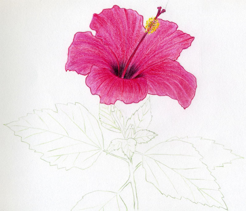 800x687 Hibiscus Flowers Drawing Tutorial