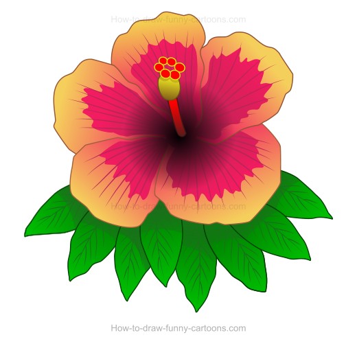 520x504 How To Create A Hibiscus Drawing