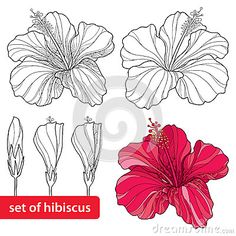 236x236 Hibiscus Flower Graphic Head Set Leaves And Branch