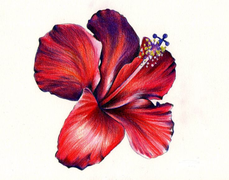 736x580 Image Result For Red Hibiscus Drawing Rojo Doodles