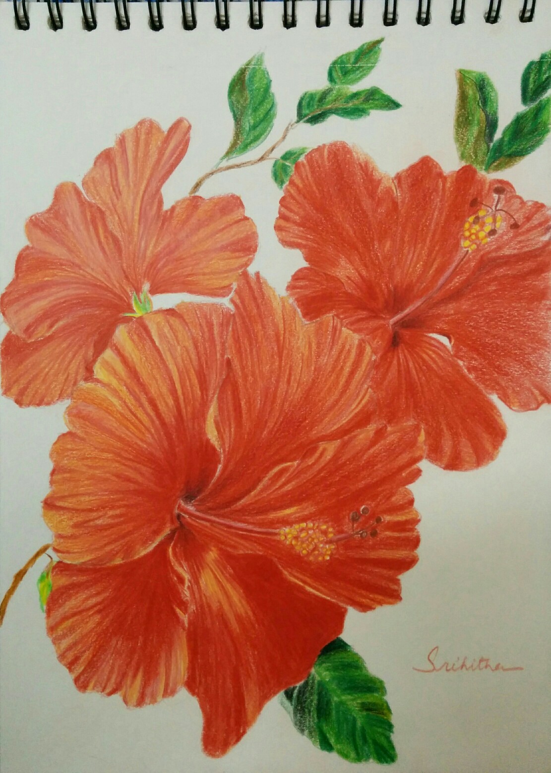 Hibiscus Flower Pencil Drawing at GetDrawings Free download