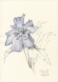 236x333 Hibiscus Drawing 2