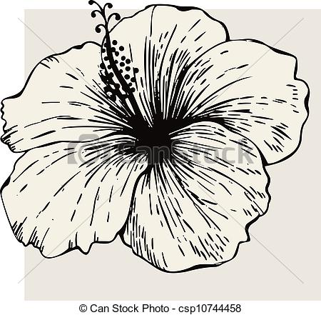 450x441 Clipart Vector Of Hibiscus Flower Csp10744458
