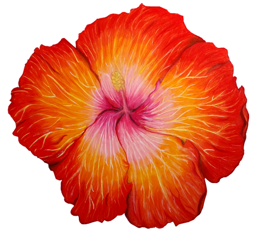 525x480 Hibiscus Flower Drawing By Kaitlin73