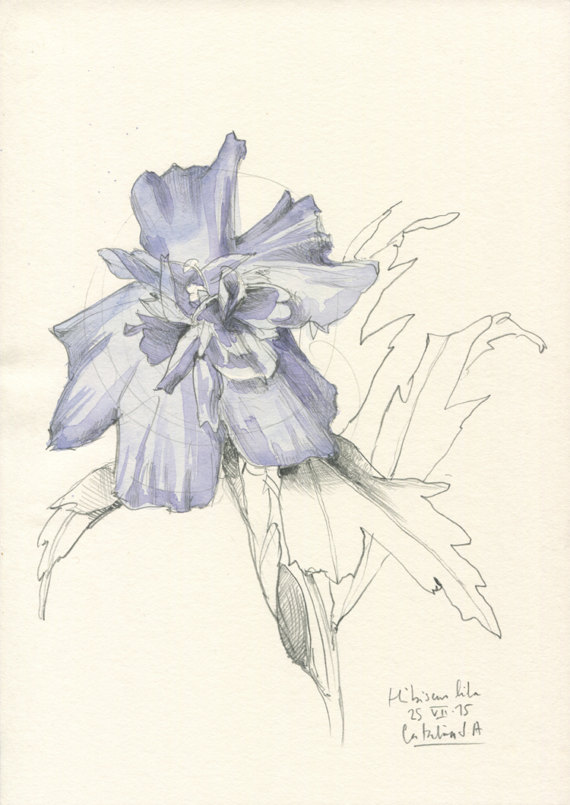 570x805 Hibiscus Drawing 2