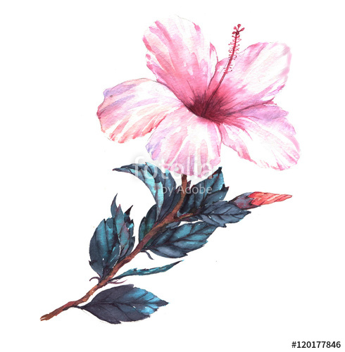 490x500 Hand Drawn Watercolor Floral Illustration Of The Tender White