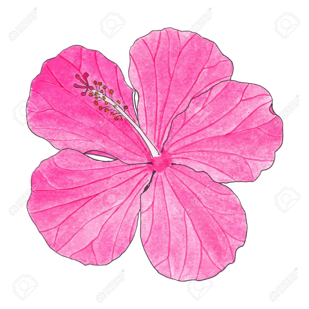 1300x1300 Hibiscus. Hand Drawn Flower. Real Watercolor Drawing. Vector