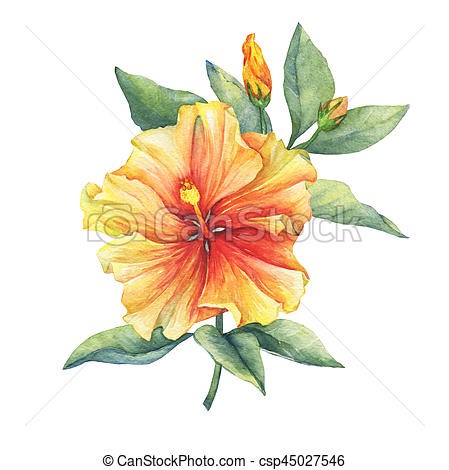 449x470 Yellow Red Hibiscus Flower. Hand Drawn Watercolor Painting