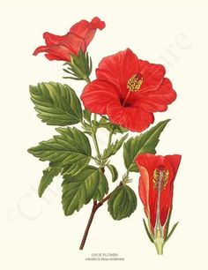 236x306 Botanical Illustration Scientific Hibiscus