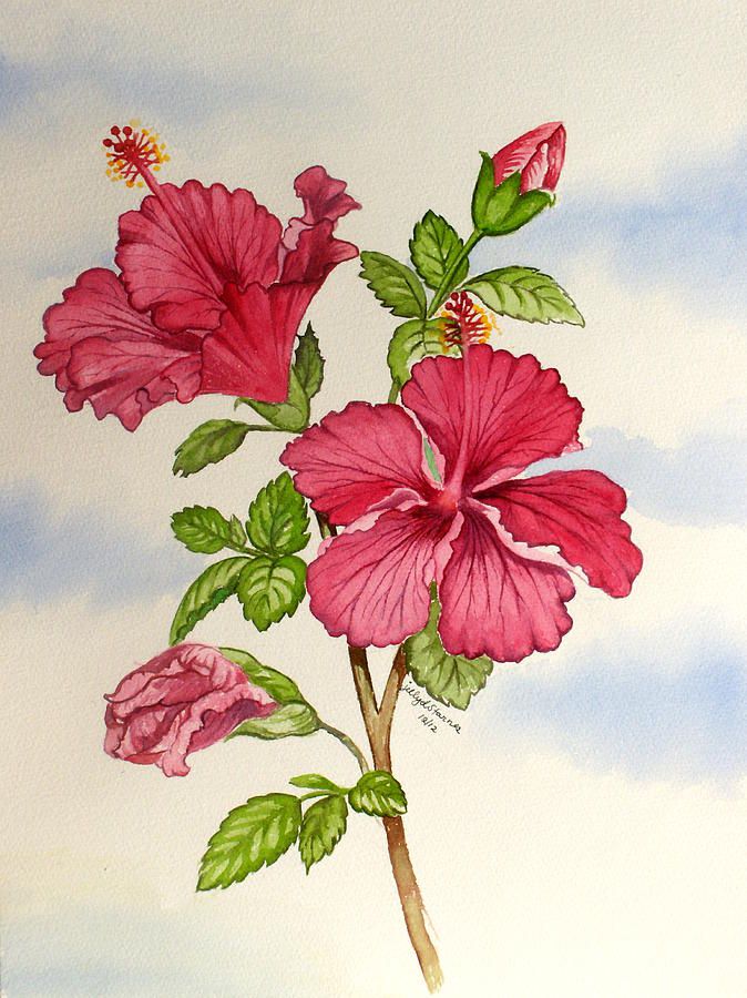 674x900 Drawing Hibiscus Bush