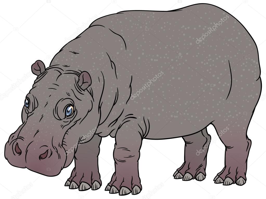 1023x765 Hand Drawing Illustration Of Hippo Stock Vector Annasuchkova
