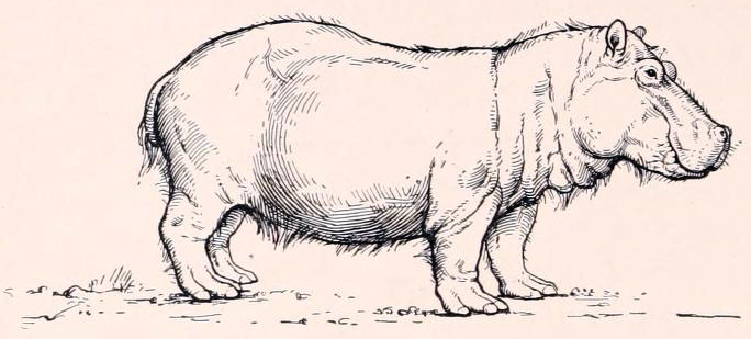 684x309 Filehippopotamus Major Drawing.jpg