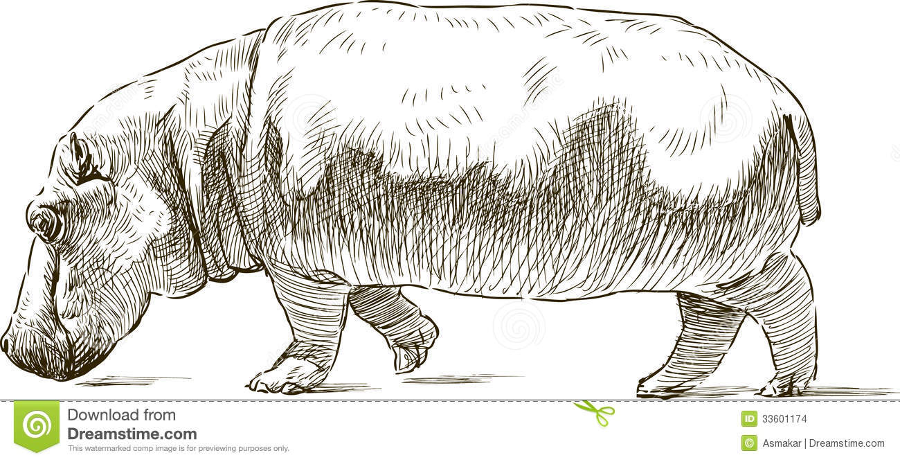 1300x667 Hippopotamus Drawing