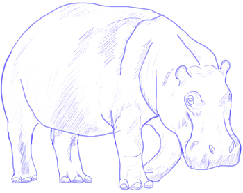 350x277 How To Draw A Hippopotamus