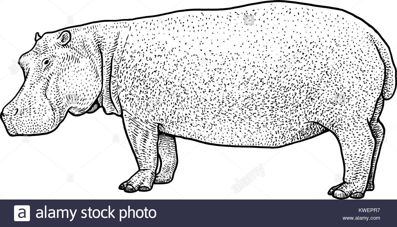 1300x743 Hippopotamus Mouth Black And White Stock Photos Amp Images