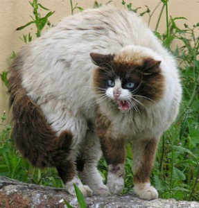 287x300 Why Do My Cats Suddenly Hate Each Other