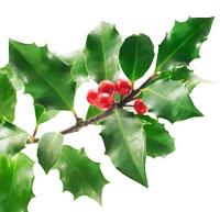 200x193 Holly Tree All About Holly Trees