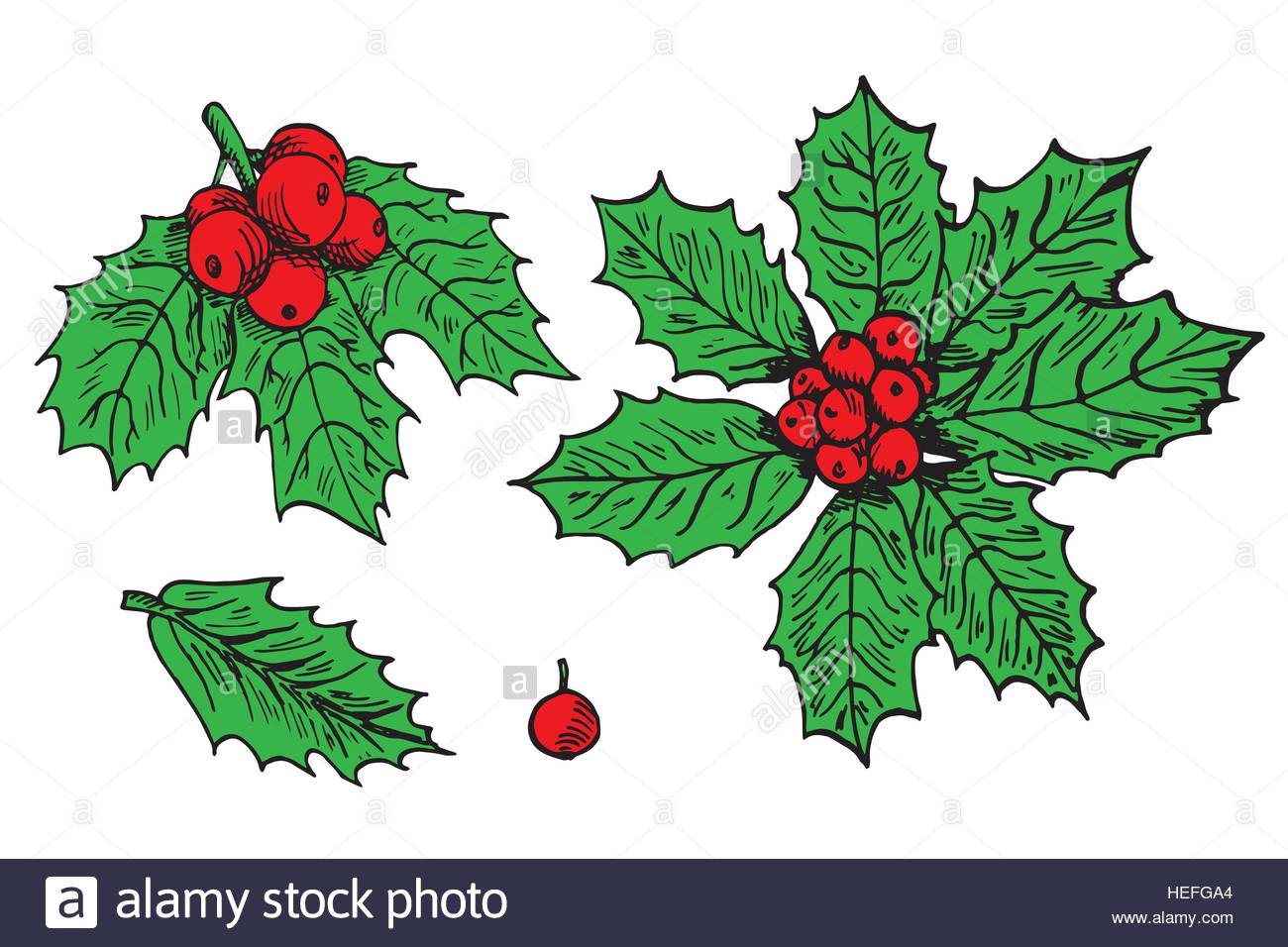 Holly Leaves And Berries Drawing at Free
