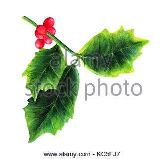 336x320 Holly Branch Watercolor Painting Isolated On White. Symbol