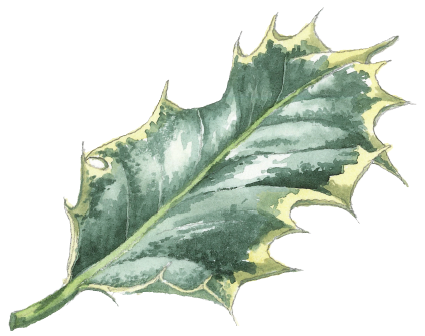 Holly Leaves Drawing at GetDrawings | Free download