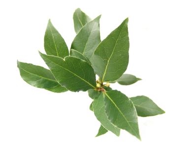 386x311 Negative Space Drawing Of Leaves