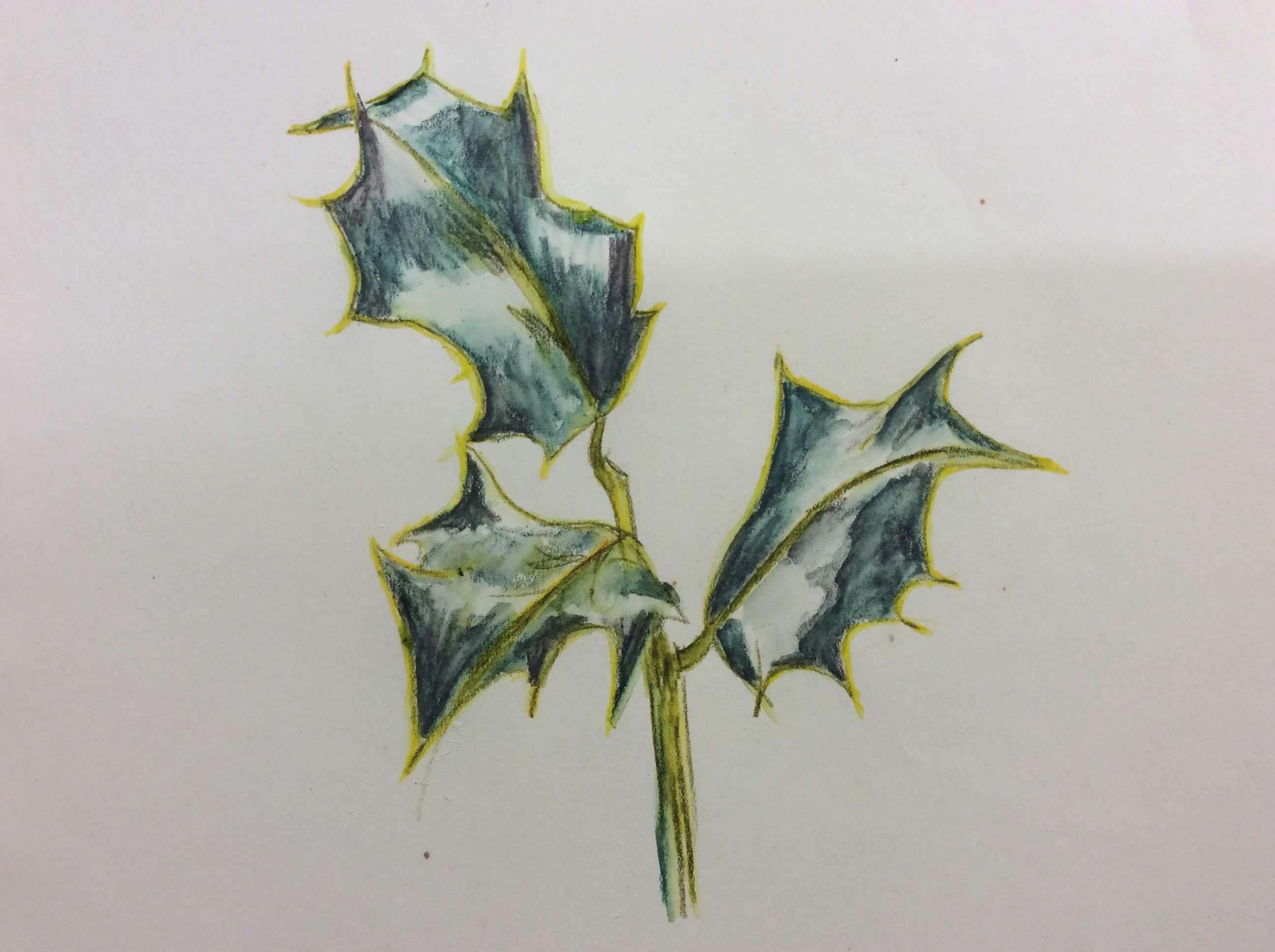 2592x1936 Hellebore Draws Shoots And Leaves