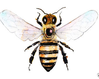 340x270 Honey Bee Drawing Etsy
