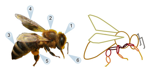 500x244 Cartoon Bee Queen Drawing Step By Step
