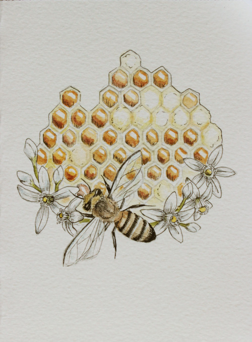500x677 Drawing Art Painting Design My Art Ink Water Color Honey Bee
