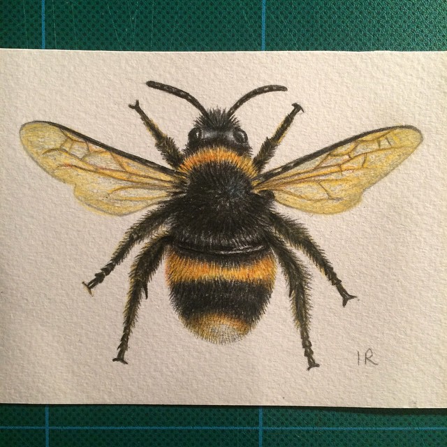 640x640 Drawn Bee Pencil Drawing