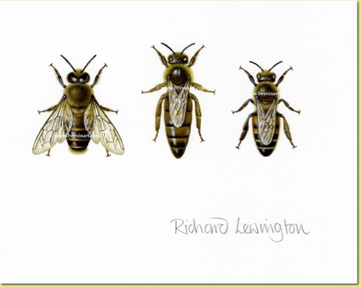 517x411 Worker Honey Bee Drawing