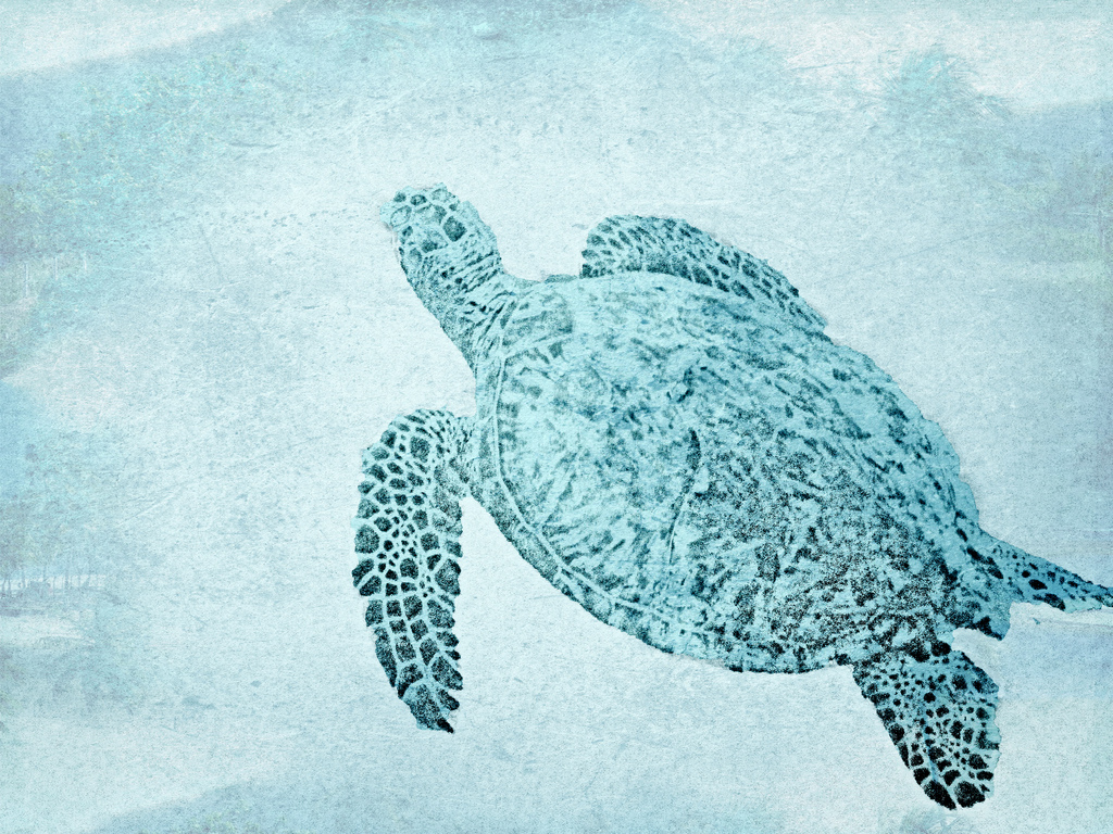 Honu Drawing at GetDrawings | Free download