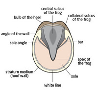 200x194 Shoes Or No Shoes, Hoof Care Is An Important Part Of Horse Health